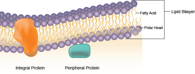 Lipid-Bilayer-and-Protein-Types-v7.png