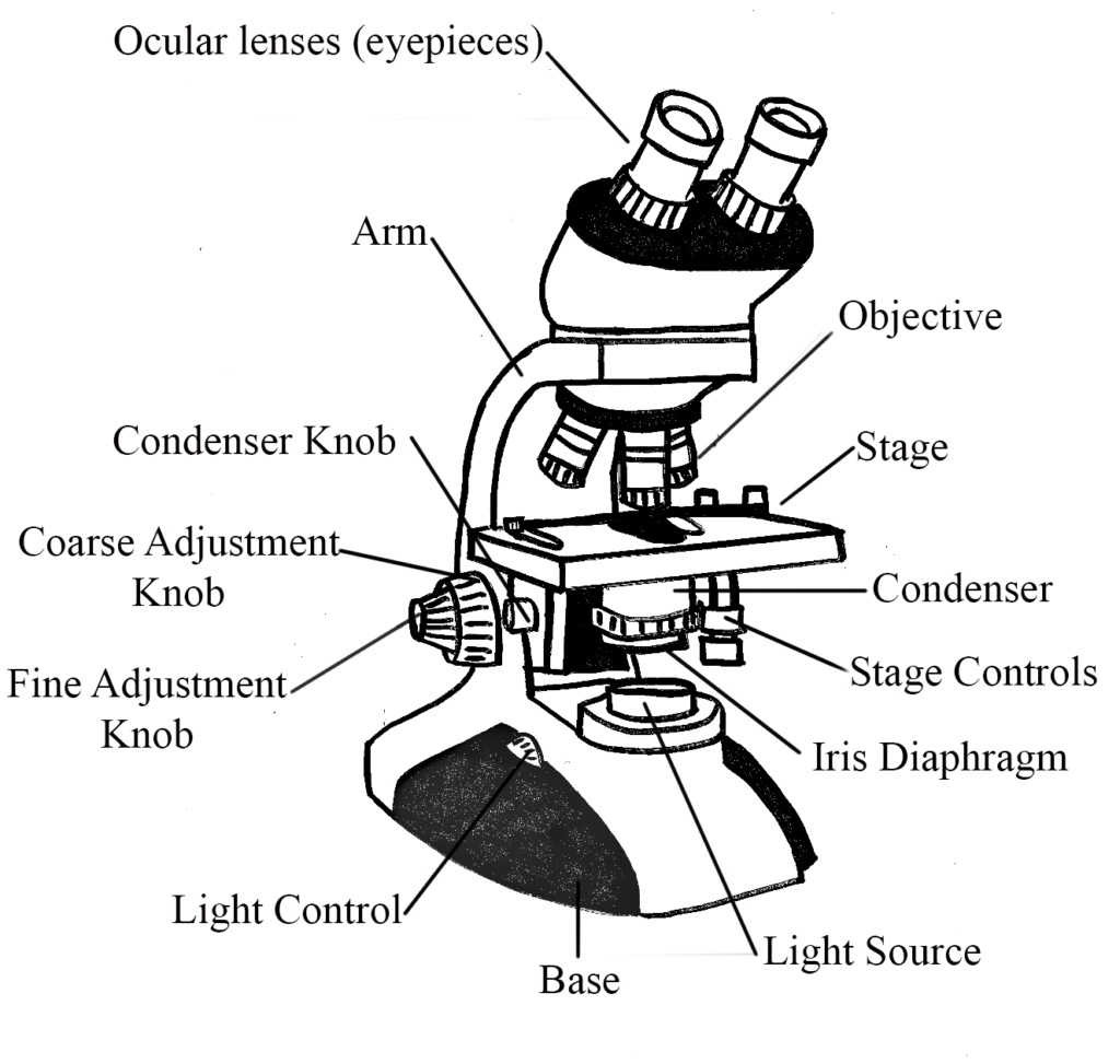 Microscope-Diagram-1024x973.png