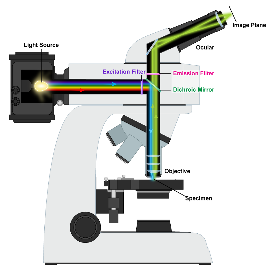 Flourescence-Microscope.png