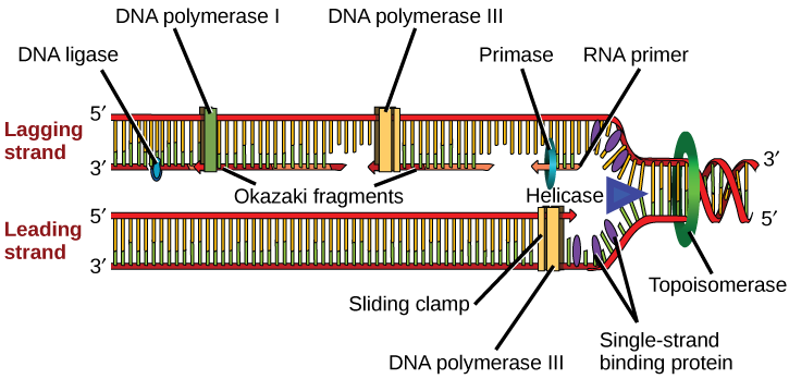 L'illustration montre la fourche de réplication. L'hélicase déroule l'hélice et les protéines de liaison à brin unique empêchent l'hélice de se reformer. La topoisomérase empêche l'ADN de s'enrouler trop étroitement avant la fourche de réplication. L'ADN primase forme une amorce d'ARN, et l'ADN polymérase étend le brin d'ADN à partir de l'amorce d'ARN. La synthèse de l'ADN se produit uniquement dans la direction 5' à 3'. Sur le brin principal, la synthèse de l'ADN se produit en continu. Sur le brin en retard, la synthèse de l'ADN redémarre plusieurs fois au fur et à mesure que l'hélice se déroule, ce qui donne naissance à de nombreux fragments courts appelés « fragments d'Okazaki ». L'ADN ligase réunit les fragments d'Okazaki en une seule molécule d'ADN.