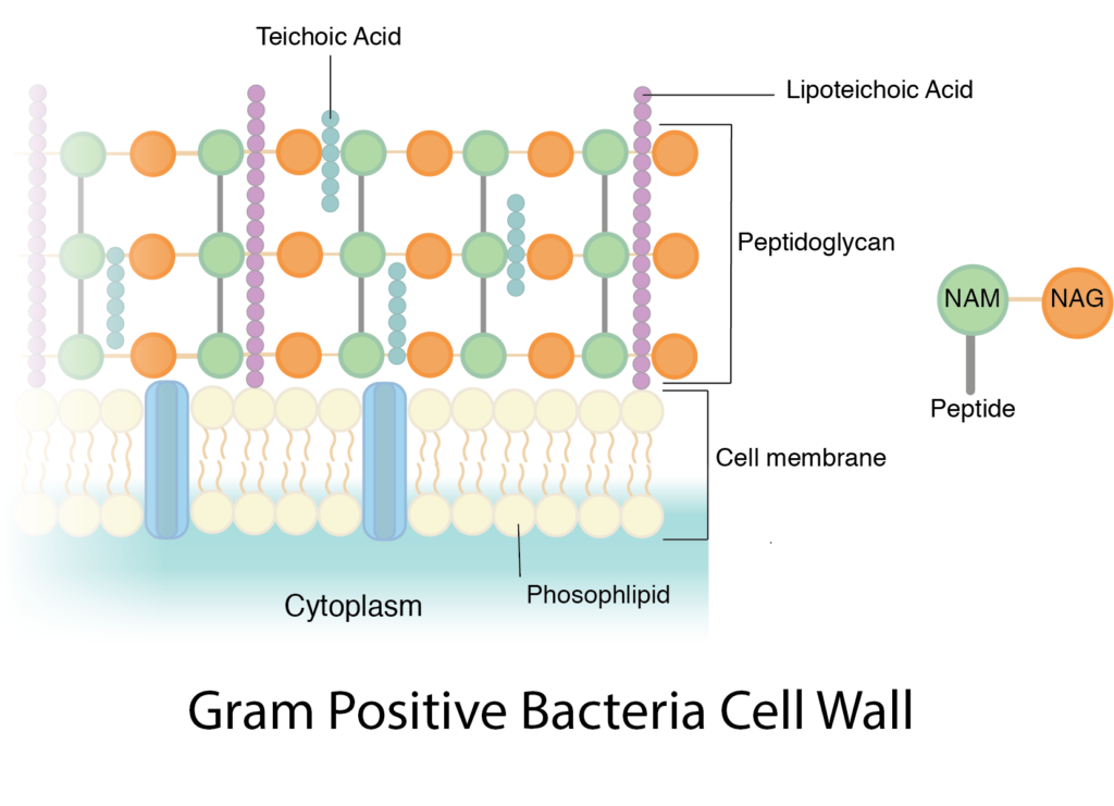 G-Bacteria-Cell-Wall-fixed-v1-1024x741.png