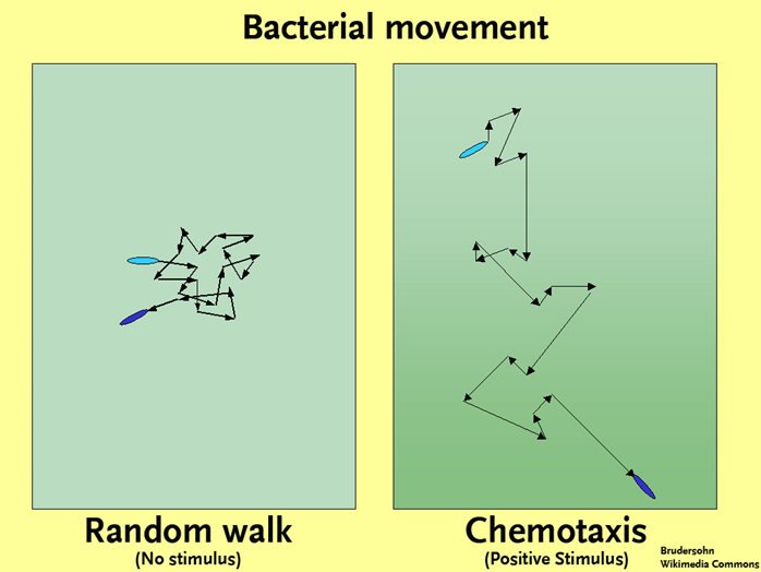 Bacterial-movement.png