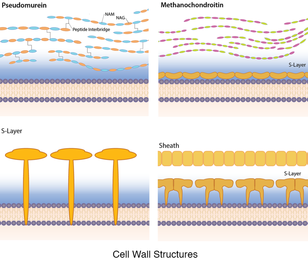 Cell-Structures-1024x880.png