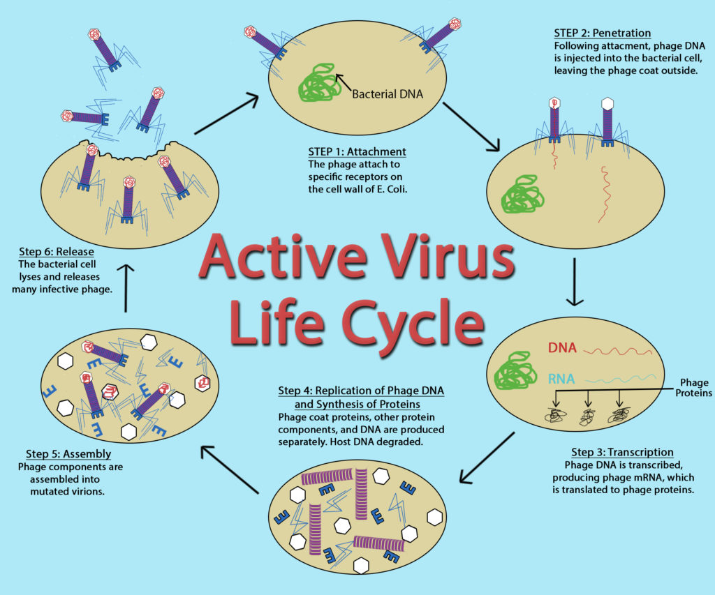 Active-virus-life-cycle-1024x853.jpg