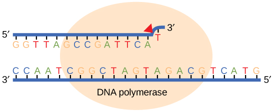 يُظهر الرسم التوضيحي بوليميراز الحمض النووي الذي يكرر خيطًا من الحمض النووي. أدخل الإنزيم بطريق الخطأ G مقابل A، مما أدى إلى انتفاخ. يقوم الإنزيم بعمل نسخة احتياطية لإصلاح الخطأ.