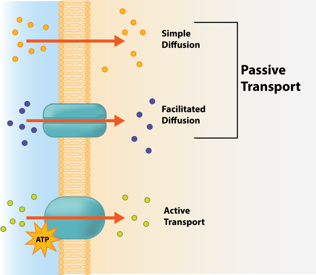 Active-Transport-Types-1024x891.png