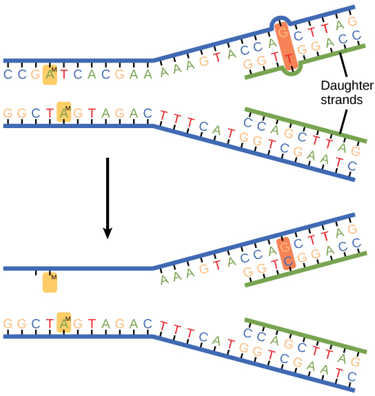 L'illustration du haut montre un brin d'ADN répliqué présentant une discordance entre les bases G-T. L'illustration du bas montre l'ADN réparé, qui possède l'appariement de bases G-C correct.
