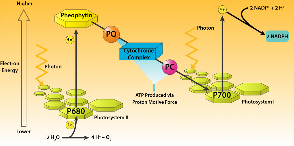 oxogenic-photosynthesis-1024x508.png