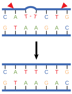 L'illustration montre un brin d'ADN dans lequel un dimère de thymine s'est formé. Les enzymes de réparation de l'excision découpent la section de l'ADN qui contient le dimère afin de la remplacer par des paires de bases normales.