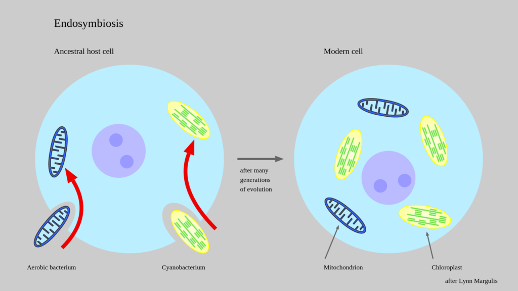 Endosymbiosis-1024x576.png