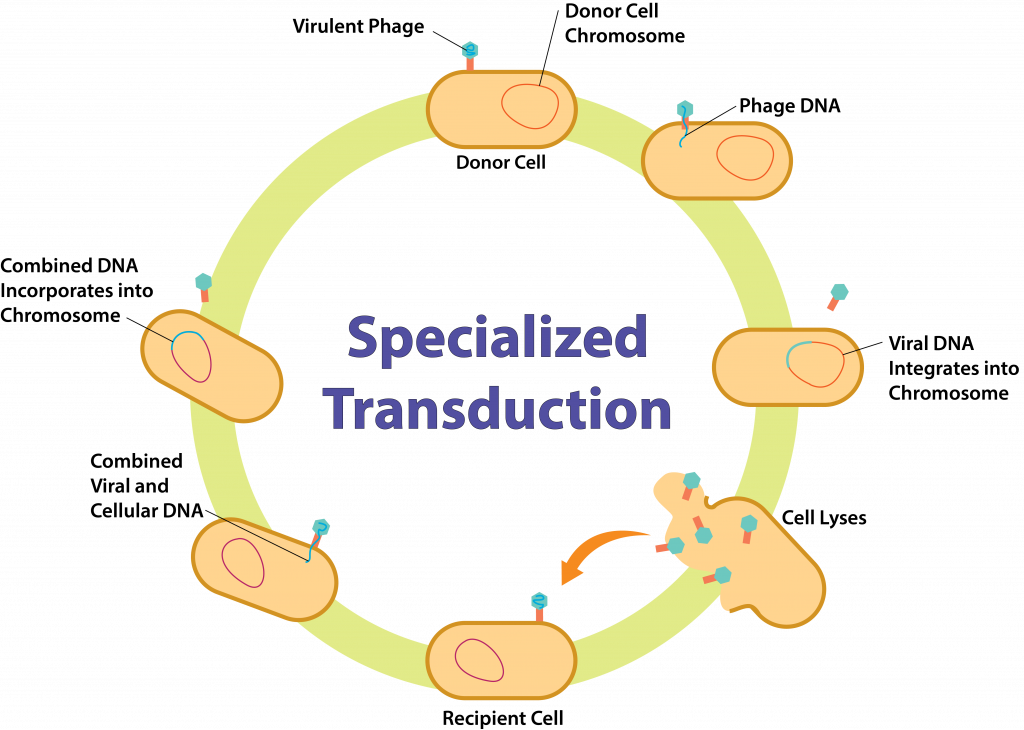 Specialized-Transduction-1-1024x730.png