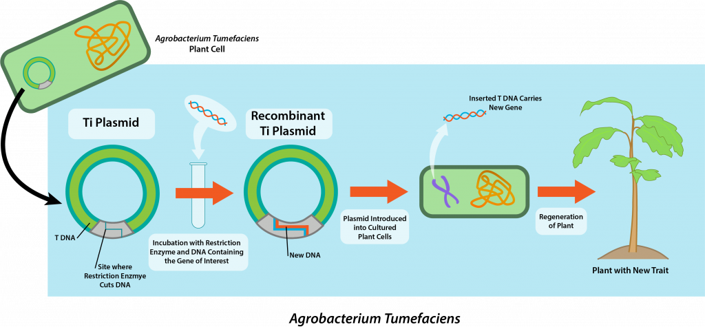 recombinant-DNA-1024x475.png