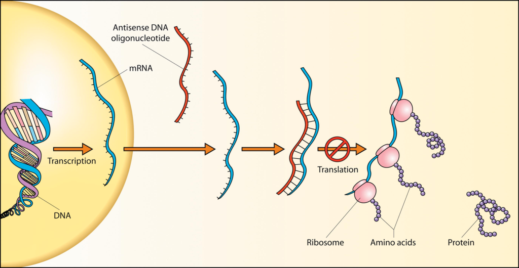 Antisense-RNA-1024x530.png