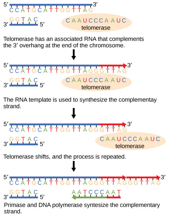 端粒酶具有相关的 RNA，可补充染色体末端的 5' 悬垂部分。 RNA 模板用于合成互补链。 然后端粒酶会移动，然后重复这个过程。 接下来，primase 和 DNA 聚合酶合成剩余的互补链。