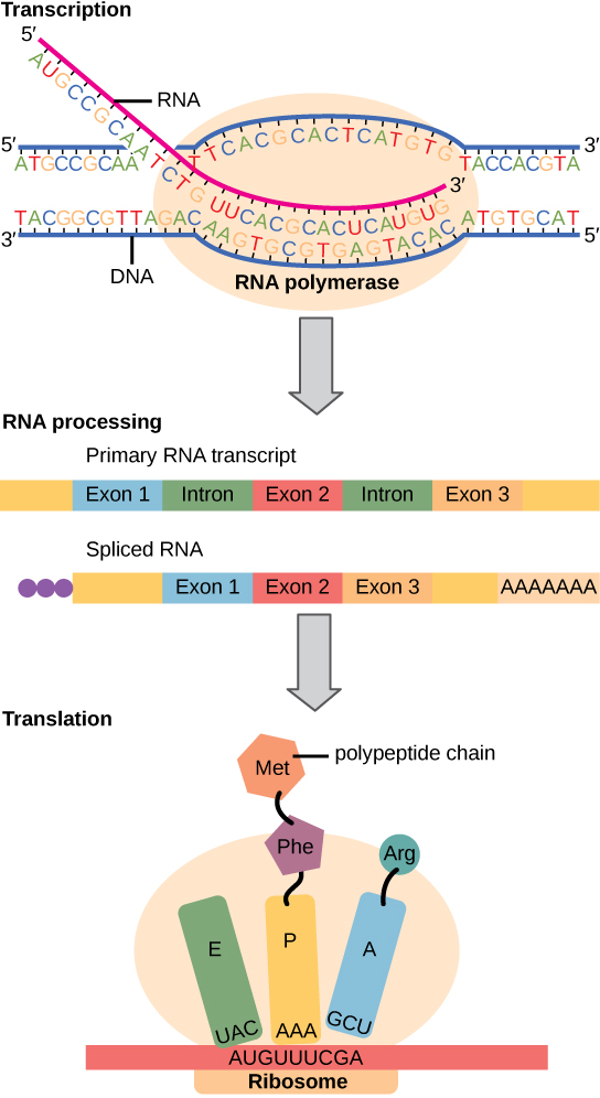 Pour fabriquer une protéine, les informations génétiques codées par l'ADN doivent être transcrites sur une molécule d'ARNm. L'ARN est ensuite traité par épissage pour éliminer les exons et par l'ajout d'une coiffe de 5' et d'une queue en poly-A. Un ribosome lit ensuite la séquence sur l'ARNm et utilise ces informations pour enchaîner les acides aminés dans une protéine.