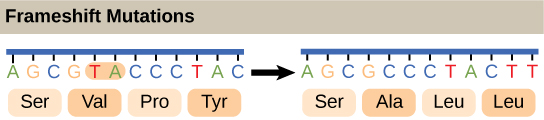 插图显示了一个 frameshift 突变，其中两个氨基酸的缺失会改变阅读框架。