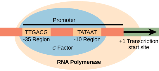 L'illustration montre la sous-unité σ de l'ARN polymérase liée à deux séquences consensuelles situées à 10 et 35 bases en amont du site de départ de la transcription. L'ARN polymérase est liée à σ.