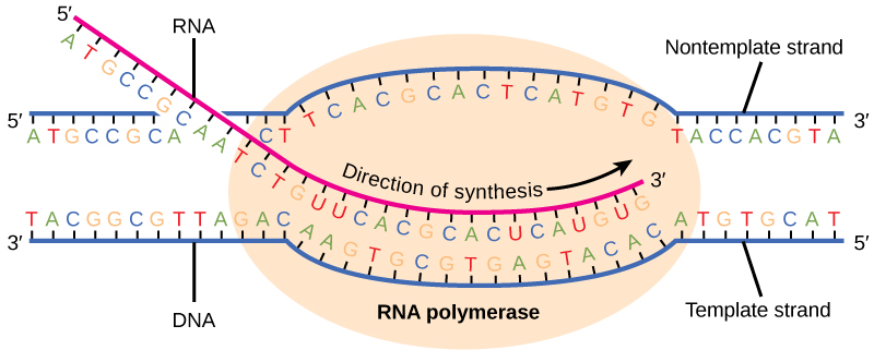 插图显示了通过 RNA 聚合酶合成 RNA。 RNA 链是在 5' 到 3' 方向上合成的。