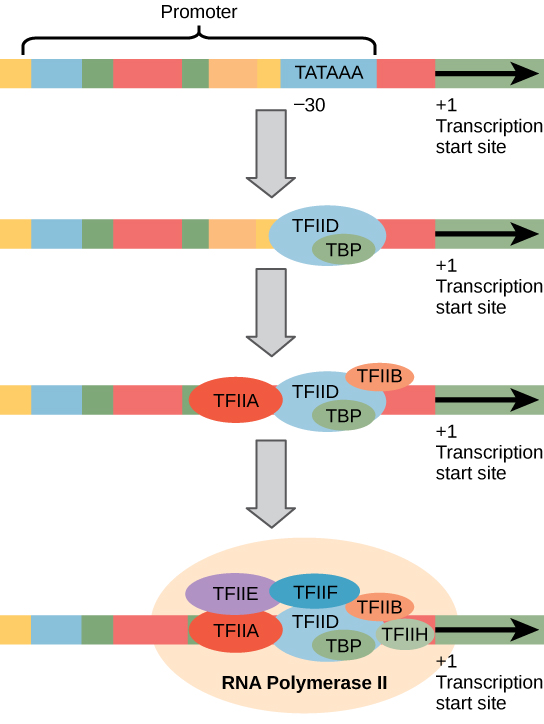 L'illustration montre une série de facteurs de transcription se liant au promoteur, qui se trouve en amont du gène. Une fois que tous les facteurs de transcription sont liés, l'ARN polymérase se lie également.