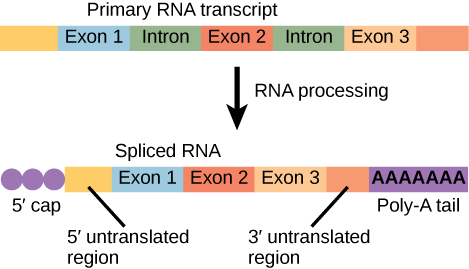 Une illustration montre qu'avant le traitement de l'ARN, il existe un transcrit d'ARN primaire comprenant cinq cases étiquetées, de gauche à droite, comme exon 1, intron, exon 2, intron et exon 3. Après le traitement de l'ARN, il y a un ARN épissé avec les parties suivantes, de gauche à droite : une calotte de 5', une région non traduite de 5', un exon 1, un exon 2, un exon 3, une région non traduite de 3' et une queue en poly-a.