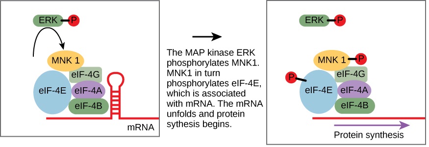 This illustration shows the pathway by which ERK, a MAP kinase, activates protein synthesis. Phosphorylated ERK phosphorylates MNK1, which in turn phosphorylates eIF-4E, which is associated with mRNA. When eIF-4E is phosphorylated, the mRNA unfolds and protein synthesis begins.