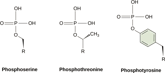 Miundo ya molekuli ya phosphoserine, phosphotreonine na phosphotyrosine huonyeshwa. Katika kila molekuli, phosphate inaunganishwa na oksijeni kwenye asidi ya amino.