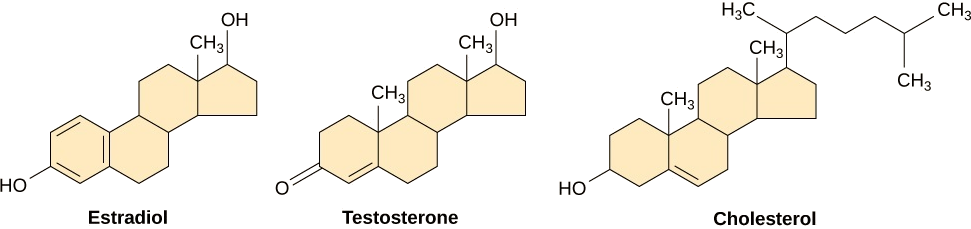 As estruturas moleculares do estradiol, testosterona e colesterol são mostradas. Todas as três moléculas compartilham uma estrutura de quatro anéis, mas diferem nos tipos de grupos funcionais associados a ela.