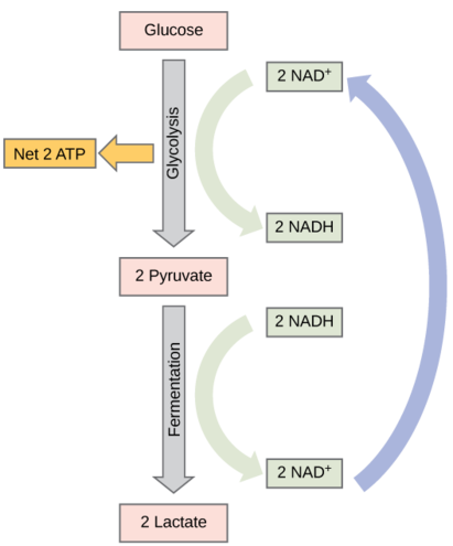 Cette illustration montre que pendant la glycolyse, le glucose est décomposé en deux molécules de pyruvate et que, ce faisant, deux NADH se forment à partir du NAD^ {+}. Au cours de la fermentation de l'acide lactique, les deux molécules de pyruvate sont converties en lactate et le NADH est recyclé en NAD^ {+}.