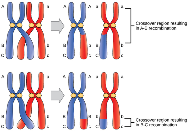 一对同源染色体有三个基因，分别命名为 A、B 和 C。基因 A 位于染色体顶部附近，基因 B 和 C 位于染色体底部附近。 每条染色体都有不同的 A、B 和 C 等位基因。 如果等位基因之间发生交叉，它们可能会重组，因此来自一条染色体的遗传物质会与另一条染色体交换。 基因 A 和 B 在染色体上相距甚远，因此染色体中几乎任何地方发生的交叉事件都会导致这些基因的等位基因重组。 基因 B 和 C 之间的距离要近得多，因此只有在非常狭窄的区域内发生的交叉才会导致这些基因的重组。