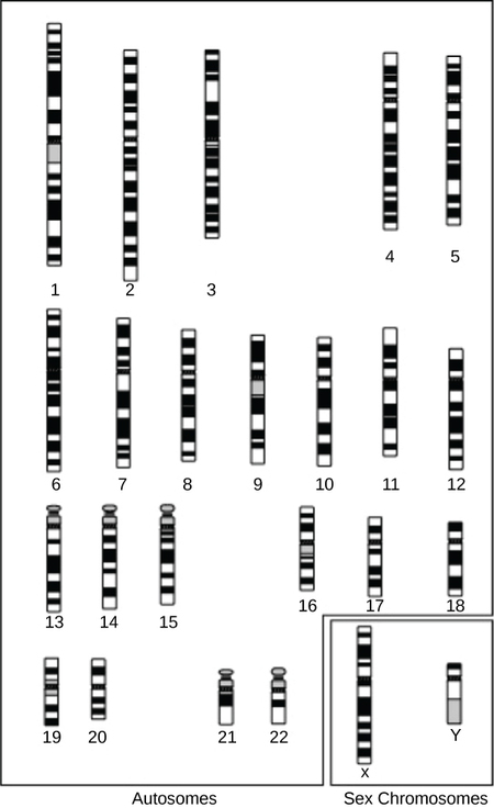 Des cartes cytogénétiques des 22 autosomes humains et des chromosomes X et Y sont présentées. La carte apparaît sous la forme d'un motif de bandes noir, blanc et gris propre à chaque chromosome.