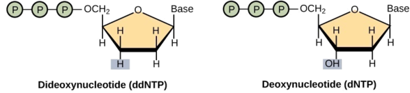 Un désoxynucléotide est constitué d'un sucre désoxyribose, d'une base et de trois groupes phosphates. Le didésoxyribose est identique au désoxyribose sauf que le groupe hydroxyle (-OH) en position 3' est remplacé par H. Un hydroxyle 3' est nécessaire à l'allongement de la chaîne d'ADN, et la chaîne cesse donc de croître si un didésoxyribose au lieu du désoxyribose est incorporé dans la chaîne de croissance.