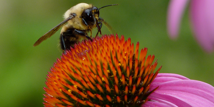 La photo montre une abeille récoltant le nectar d'une fleur.