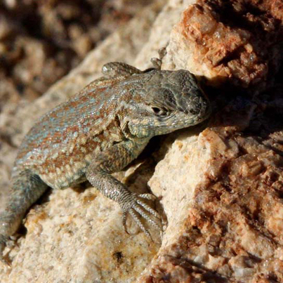  This photo shows a mottled green and brown lizard sitting on a rock.