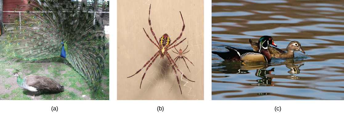 Photo a shows a peacock with a bright blue body and flared tail feathers standing next to a brown peahen. Photo b shows a large female spider sitting on a web next to its male counterpart. Photo c shows a brightly colored male wood duck swimming next to a brown female.