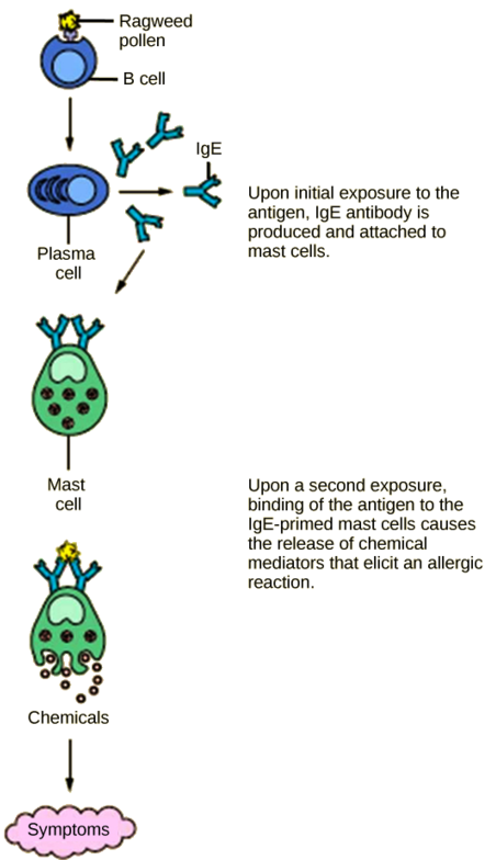 A ilustração mostra o pólen de ambrósia preso à superfície de uma célula B. A célula B é ativada, produzindo células plasmáticas que liberam IgE. A IgE é apresentada na superfície de um mastócito. Após uma segunda exposição, a ligação do antígeno aos mastócitos preparados com IgE causa a liberação de mediadores químicos que provocam uma reação alérgica.