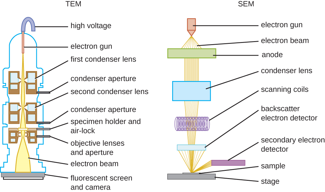 The TEM diagram show a high voltage wire attached to an electron gun which releases a beam of electrons. The electron beam passes by the first condenser lens (connected to a condenser aperture), then the second condenser lens (also connected to a condenser aperture), and then through the specimen on the specimen holder and air lock (which is also connected to an objective lens and aperture). Finally, the electron beam travels to the fluorescent screen and camera. The SEM begins with an electron gun that fires electron beams through an anode, through a condenser lens, through scanning coils and on to the sample on the stage. A backscatter electron detector detects electrons that travel directly back from the sample; secondary electron detectors detect electrons that travel to the sides.
