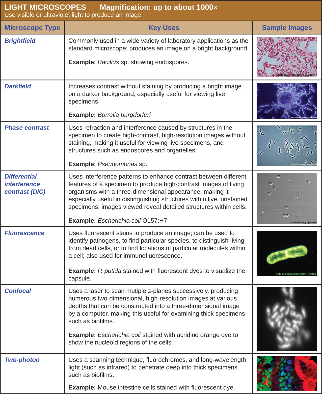 A table of light microscope types. These use visible or ultraviolet light to produce an image. Magnification: up to about 1000x. Brightfield microscopes are commonly used in a wide variety of laboratory applications as the standard microscope and produce an image on a bright background. The sample image of Bacillus sp. shows red rods on a clear background; small green dots in the red cells indicate endospores. Darkfield microscopes increase contrast without staining by producing a bright image on a dark background. These are especially useful for viewing live specimens. The sample image (Borrelia burgdorferi) shows bright spirals on a dark background. Phase contrast microscopes use refraction and interference caused by structures in the specimen to create high-contrast, high-resolution images without staining, making it useful for viewing live specimens and structures such as endospores and organelles. The sample image (Pseudomonas sp.) shows dark rods with a bright halo. Differential interference contrast (DIC) uses interference patters to enhance contrast between different features of a specimen to produce high-contrast images of living organisms with a three-dimensional appearance, making it especially useful in distinguishing structures within live, unstained specimens. Images viewed reveal detailed structures within cells. The sample image (Escherichia coli 0157:H7) shows small three-dimensional ovals. Fluorescence uses fluorescent stains to produce an image. Fluorescent microscopes can be used to identify pathogens, to find particular species, to distinguish living from dead, or to find location of particular molecules within a cell; also used for immunofluorescence. The sample image (Pseuodomonas putida stained with fluorescent dyes to visualize capsule) shows a green rod on a black background. Confocal microscopes use a laser to scan multiple z-planes successively, producing numerous two-dimensional, high-resolution images at various depths that can be constructed into a three-dimensional image by a computer, making this useful for examining thick specimens such as biofilms. The sample image (mouse intestine cells stained with fluorescent dye) shows cells of various colors on a dark background.