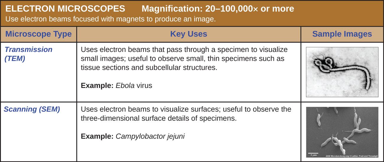 Table of electron microscopes which use electron beams focused with magnets to produce an image. Magnification: 20–100,000 x or more. Transmission electron microscopes (TEM) use electron means that pass through a specimen to visual small images; useful to observe small, thin specimens such as tissue sections and subcellular structures. The sample image (Ebola virus) shows a tube shaped into a letter d at one end. Scanning electron microscopes (SEM) use electron beams to visualize surfaces; useful to observe the three-dimensional surface details of specimens. The sample image (Campylobactor jejuni) shows thick three-dimensional spirals.