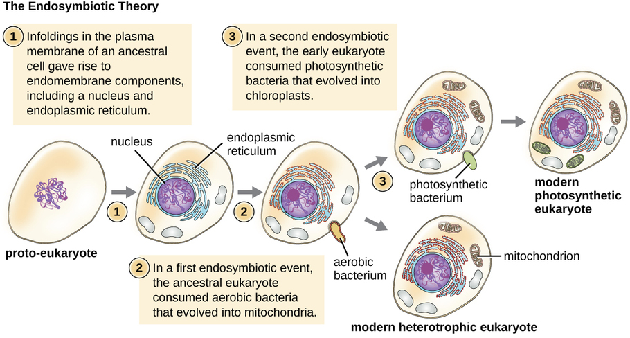 Diagram of the endosymbiotic theory. Step 1 shows a cell labeled proto-eukaryote; the cell contains an outer membrane and DNA inside. The text reads: infoldings in the plasm amembrane of an ancestral cell gave rise to endomembrane components, including a nucleus and endoplasmic reticulum. The cell now contains DNA within a membrane (the nucleus). Outside are many folds labeled endoplasmic reticulum. Step 2 reads: In a first endosymbiotic event, the ancestral eukaryote consumed aerobic bacteria that evolved into mitochondria. The cell how shows a small oval entering the larger cell; the small oval is labeled aerobic bacterium. Once the small oval is in the cell, it is now labeled mitochondrion. The larger cell is now labeled modern heterotrophic eukaryote.  Step 3 reads: in a second endosymbiotic event, the early eukaryote consumed photosynthetic bacteria that evolved into chloroplast. The cell is shown engulfing another small oval labeled photosynthetic bacterium.  Once the oval is inside the larger cell is now labeled modern photosynthetic eukaryote.