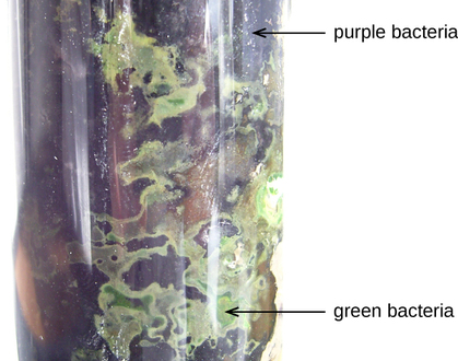 Un tubo de vidrio grueso lleno de regiones moradas etiquetadas como bacterias moradas y regiones verdes etiquetadas como bacterias verdes.