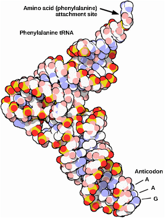 苯丙氨酸 tRNA 的分子模型为 L 形。 一端是反密码子 AAG。 另一端是氨基酸苯丙氨酸的附着部位