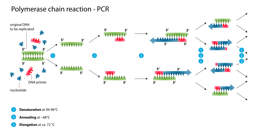 842px-Polymerase_chain_reaction.svg.png