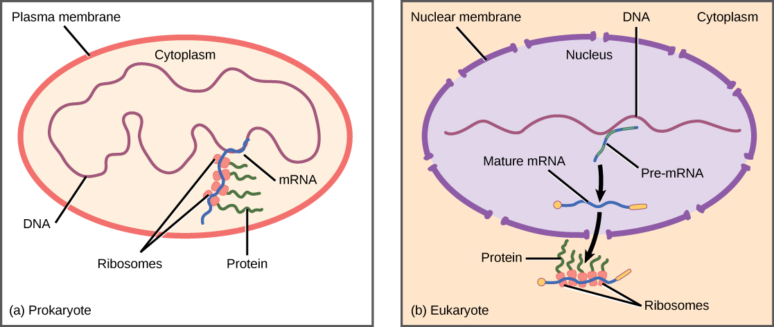 Les cellules procaryotes n'ont pas de noyau et l'ADN est situé dans le cytoplasme. Les ribosomes se fixent à l'ARNm lors de sa transcription à partir de l'ADN. Ainsi, la transcription et la traduction se produisent simultanément. Dans les cellules eucaryotes, l'ADN est situé dans le noyau et les ribosomes sont situés dans le cytoplasme. Après avoir été transcrit, le pré-ARNm est traité dans le noyau pour former l'ARNm mature, qui est ensuite exporté vers le cytoplasme où les ribosomes s'y associent et où la traduction commence.