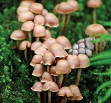 24: Fungi
