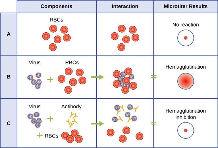 This chart has three columns labeled components, interactions and mictotiter results. In row A the components are the red blood cells which do not interact with anything and show no reaction in a microtiter result. The lack of reaction is seen as a small red dot in the center of the well. In row B the components are viruses and red blood cells. The viruses and red blood cells clump together and this is seen in a microtiter result as redness throughout the well. This is called hemagglutination. In row C, the components are viruses, red blood cells and antibodies. The viruses and antibodies clump together but the red blood cells do not clump with anything. This is again seen as no reaction; this is called hemagglutination inhibition.