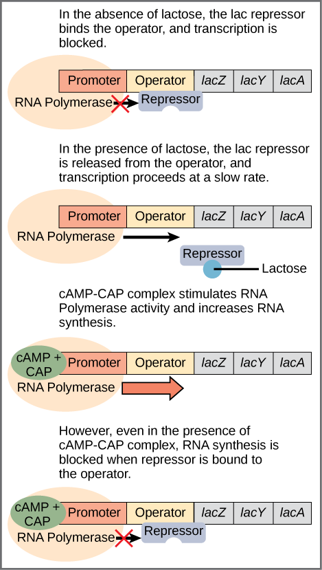 L'opéron lac est composé d'un promoteur, d'un opérateur et de trois gènes nommés lacZ, LacY et lacA. L'ARN polymérase se lie au promoteur. En l'absence de lactose, le répresseur de lac se lie à l'opérateur et empêche l'ARN polymérase de transcrire l'opéron. En présence de lactose, le répresseur est libéré par l'opérateur et la transcription se fait lentement. La liaison du complexe CAMP—CAP au promoteur stimule l'activité de l'ARN polymérase et augmente la synthèse de l'ARN. Cependant, même en présence du complexe CAMP—CAP, la synthèse de l'ARN est bloquée si le répresseur se lie au promoteur.