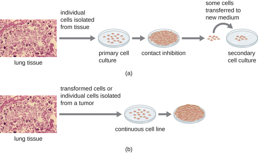 Figure a begins with induvial cells isolated from lung tissue. These few cells are put on a plate and are the primary cell culture. These cells will grow to fill the plate and will stop when the plate is full; this is called contact inhibition. In order to grow more cells some of these cells are transferred to a new plate; this is now called a secondary cell culture. Figure b begins with transformed cells or individual cells isolated from a tumor that are put on a plate. These cells form a continuous culture because they continue to grow on top of each other even after the plate is full.
