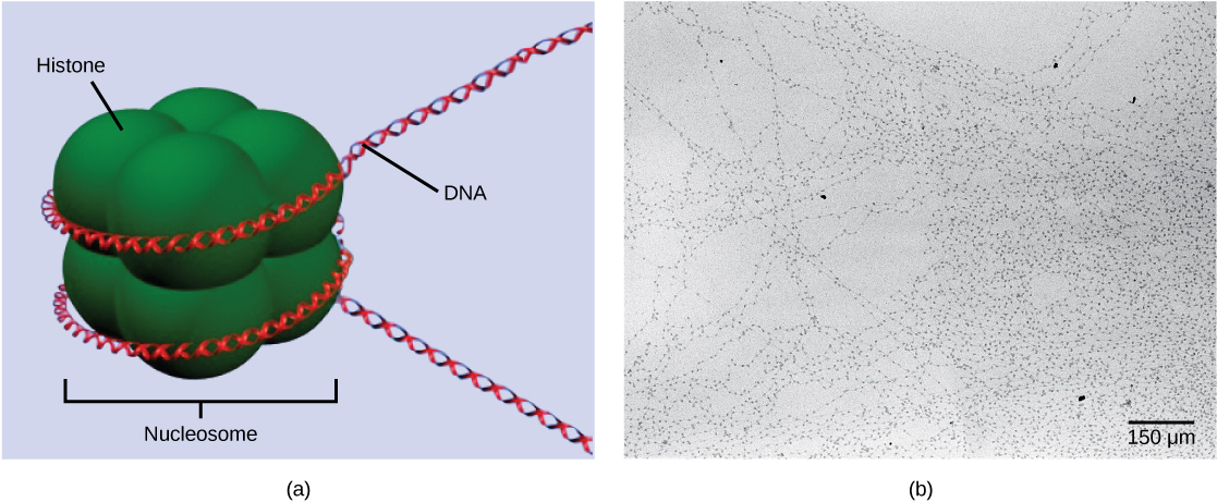 A 部分描绘了一个由融合在一起的球形组蛋白组成的核小体。 双链 DNA 螺旋环绕核小体两次。 游离 DNA 从核小体的两端延伸。 B 部分是与核小体相关的 DNA 的电子显微照片。 每个核小体看起来都像珠子。 这些珠子通过游离 DNA 连接在一起。 串在一起的九颗珠子的宽度约为 150 nm。