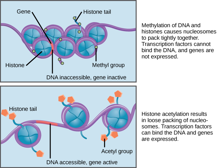 Les nucléosomes sont décrits comme des structures en forme de roues. Les nucléosomes sont composés d'histones et sont entourés d'ADN. Chaque histone possède une queue qui sort de la roue. Lorsque l'ADN et les queues des histones sont méthylés, les nucléosomes se regroupent étroitement, de sorte qu'il n'y a pas d'ADN libre. Les facteurs de transcription ne peuvent pas se lier et les gènes ne sont pas exprimés. L'acétylation des queues des histones entraîne un tassement plus lâche des nucléosomes. L'ADN libre est exposé entre les nucléosomes, et les facteurs de transcription sont capables de lier les gènes sur cet ADN exposé.