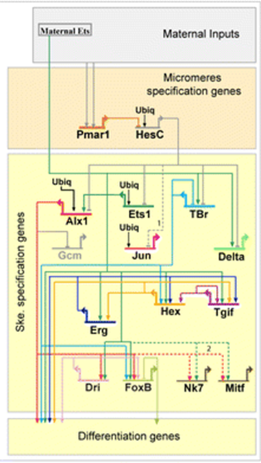 signalingfig2 (1).png